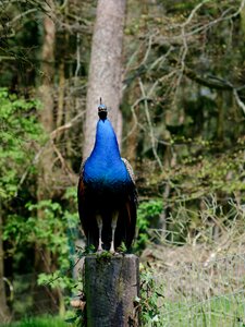 Poultry species plumage photo