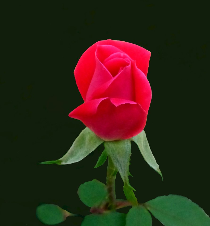 Red Rosebud (28967195318)