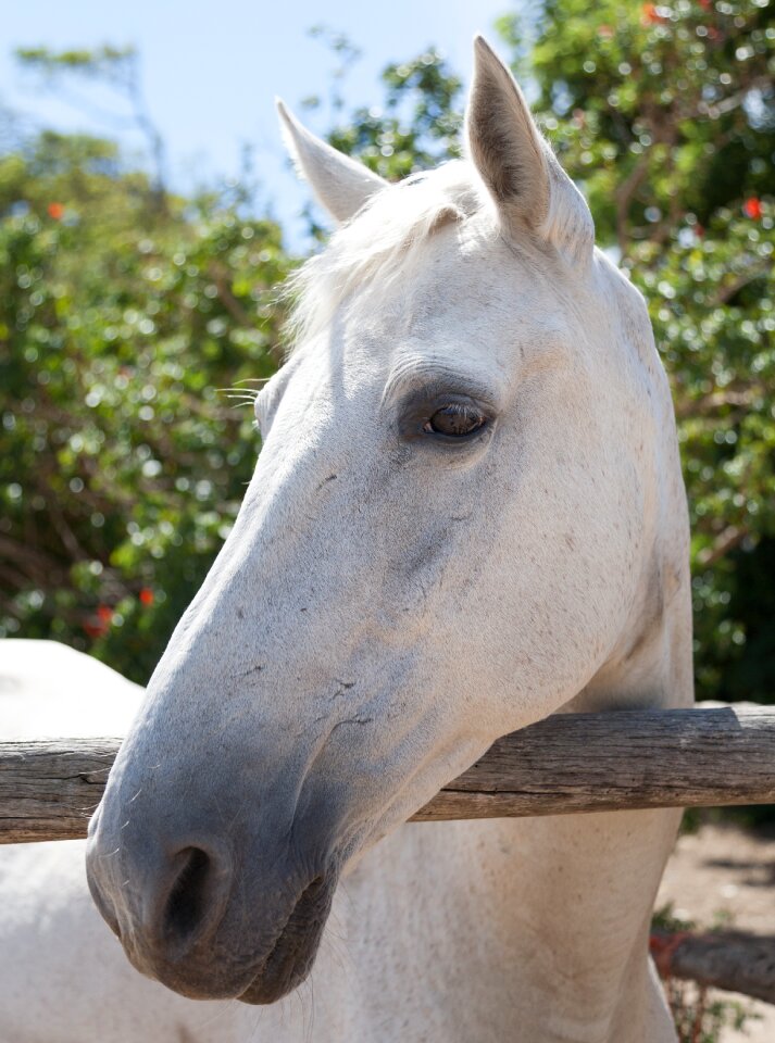Profile white horse