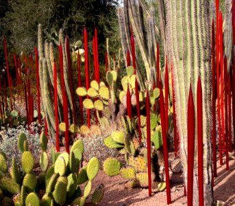 Red Reeds (10913621413)