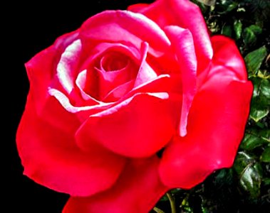 Red Rose (47418800732) photo