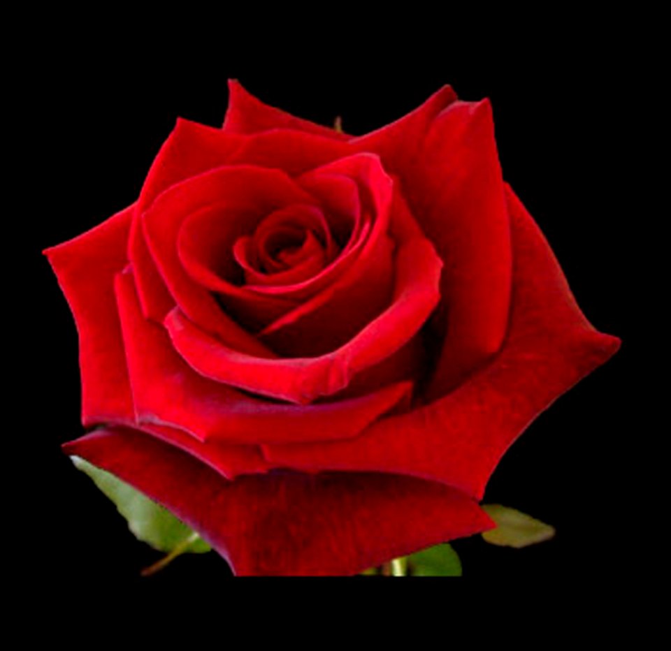 Red is Beautiful (50003552062)