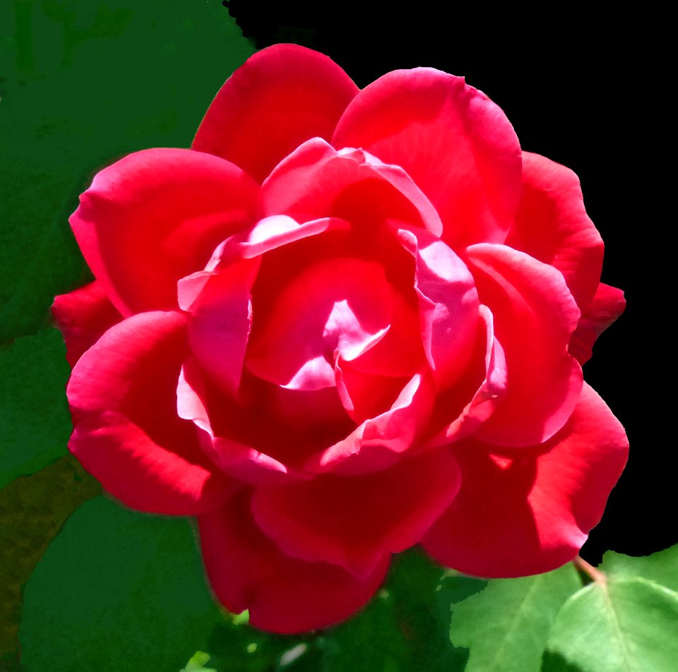 Red Rose (40600648790)