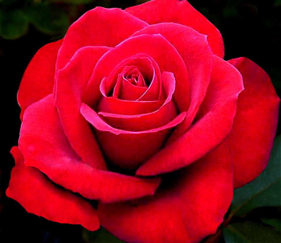 Red Rose (47382389821)