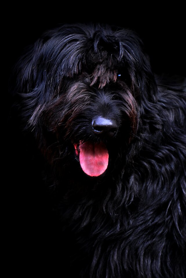 Vigilant domestic dog animal shelter