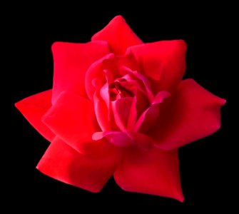 Red Rose (50257306772)