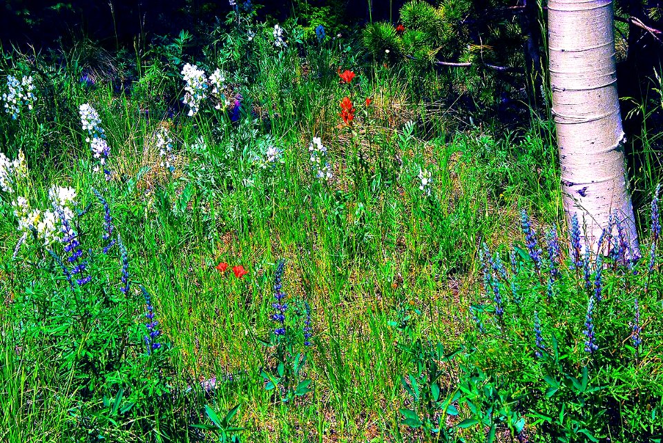 Red, White, and Blue Wildflowers, Great Sand Dunes National Preserve (35629896531)