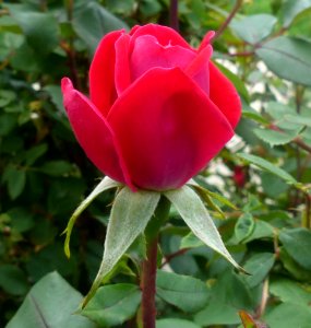 Red Rosebud (49945350327)