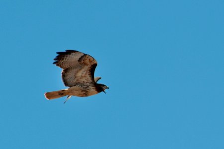 Red-tailed Hawk (7337861848)