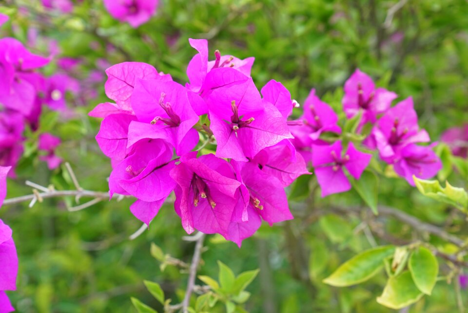 Malaysia tropical climbers evergreen climber