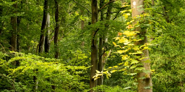 Rhydymwyn woodland, N Wales, UK, 2021. (51372333834)