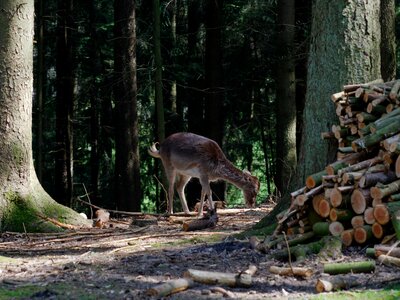 Wild nature fallow deer
