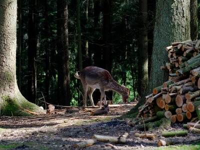 Wild nature fallow deer photo