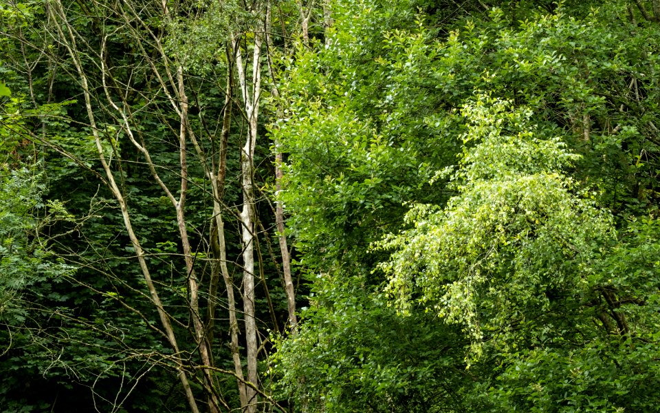 Rhydymwyn woodland, N Wales, UK, 2021. (51373571303)