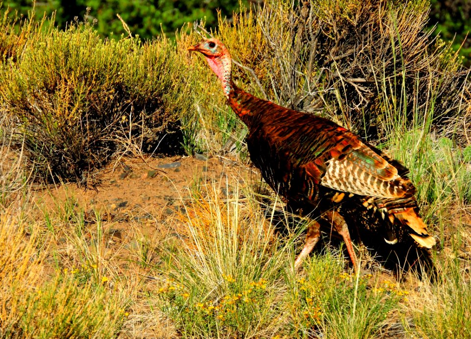 Rio Grande Wild Turkey (45990100301)