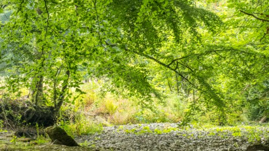 River Alyn, Rhydymwyn area, N Wales, UK, 2021. (51337688997)