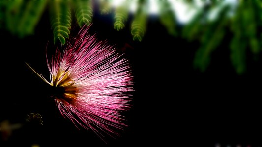 Nature's smile wildflower jiri