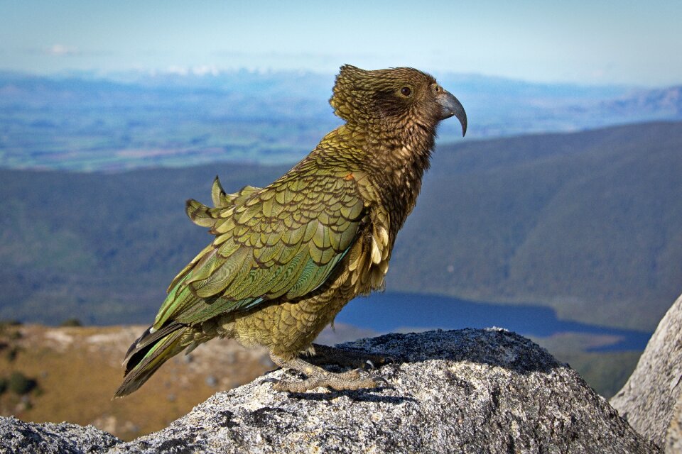 Fly mountain rock