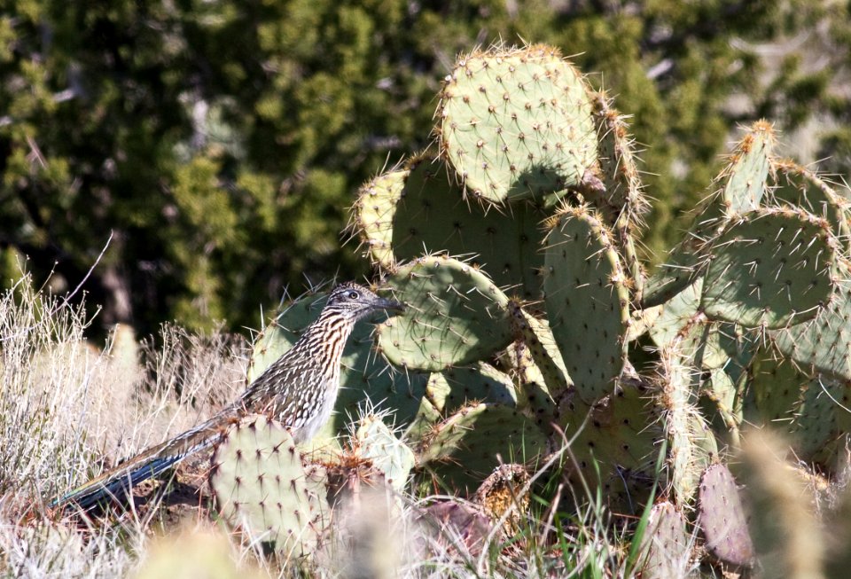 Roadrunner at Agua Fria National Monument (26424030770)