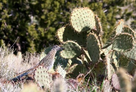 Roadrunner at Agua Fria National Monument (26424030770) photo