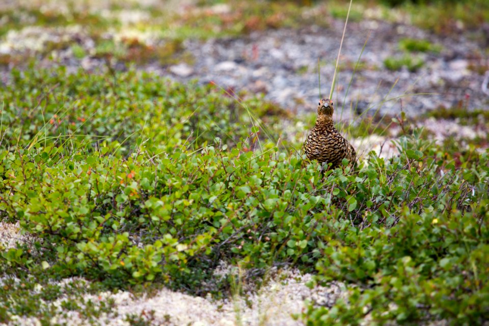 Rock ptarmigan near Bremner (26156196588)