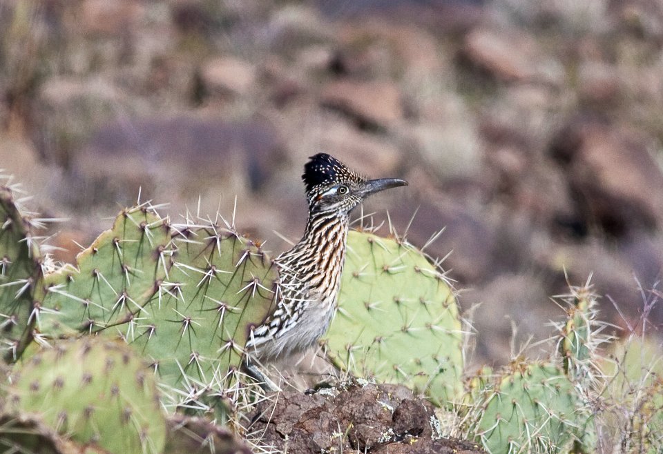 Roadrunner at Agua Fria National Monument (26670232416)