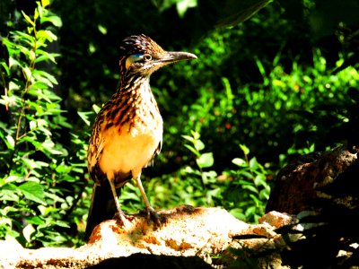Roadrunner (30857965538)