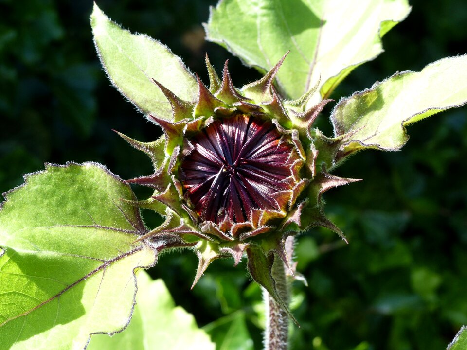 Summer plant nature