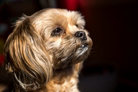 Animal brown dog brown puppy