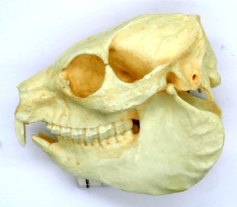 Rock Hyrax Skull (50669081611)