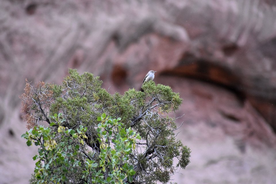 Rock Wren (35290092190)