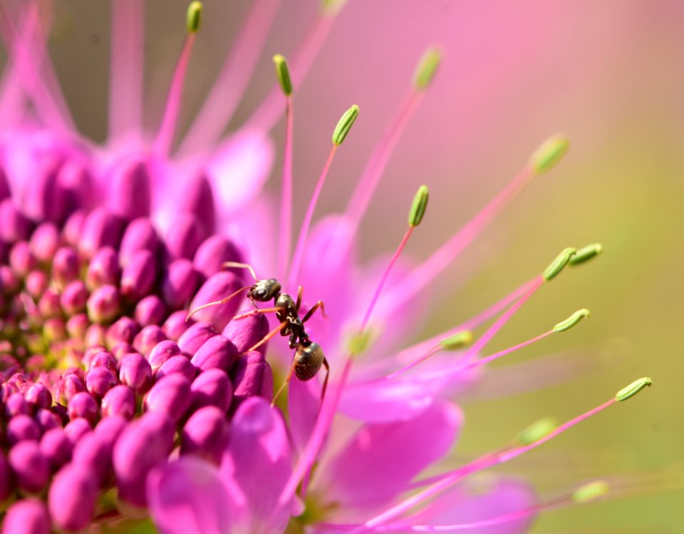 Rocky Mountain Beeplant and Western harvester ant (51483325772)
