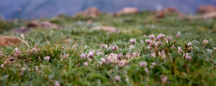 Rocky Mountain Wildflowers (48496767001)