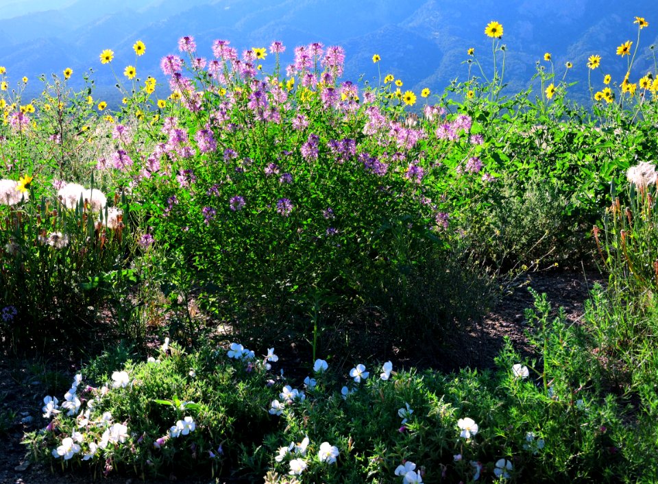 Rocky Mountain Beeplants, Prairie Sunflowers, and Evening Primrose (35787798533)