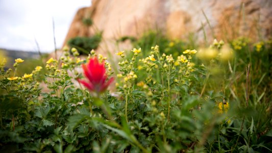 Rocky Mountain Wildflowers (48496935817)