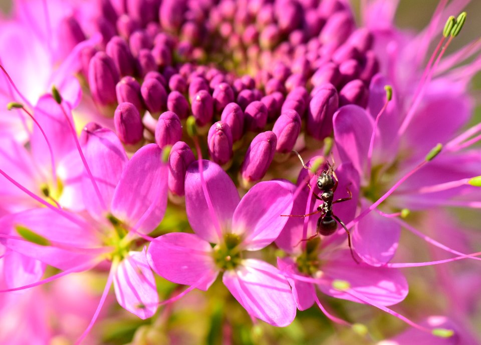 Rocky Mountain Beeplant and Western harvester ant (51484119501)