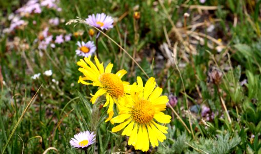 Rocky Mountain Wildflowers (28690491976)