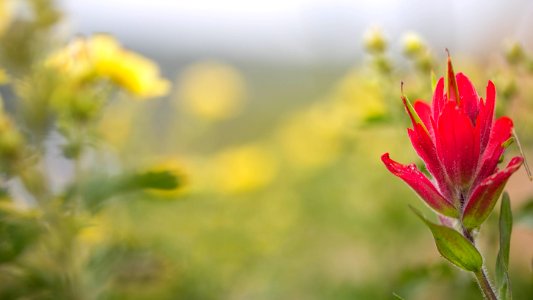 Rocky Mountain Wildflowers (48496935552) photo