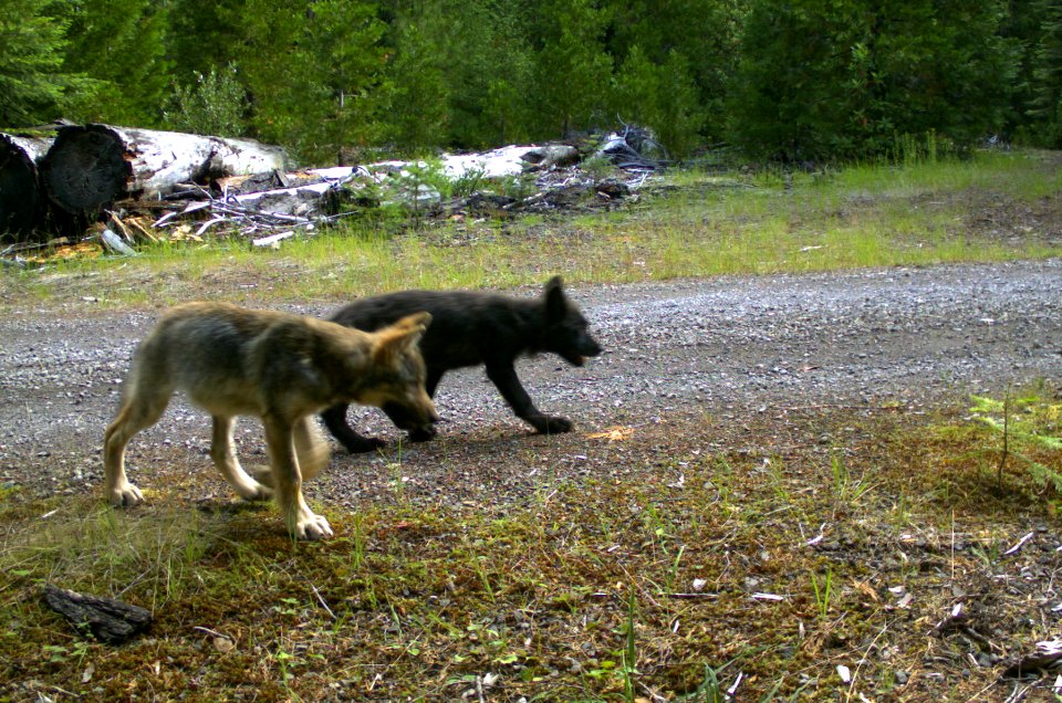 RoguePack pups 7-12-16 1 (28536438391)