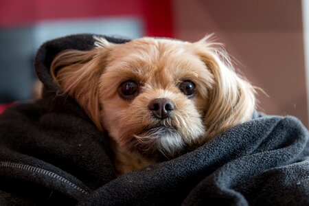 Puppy dog animal