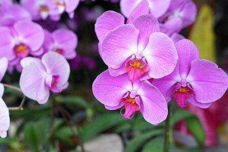 Exotic malaysia nature