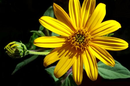 Summer flora garden
