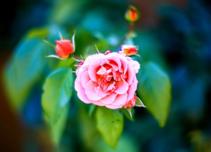 Rose avec Cyclope (43894415792)