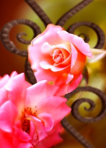 Roses and wrought iron art (30159467598)