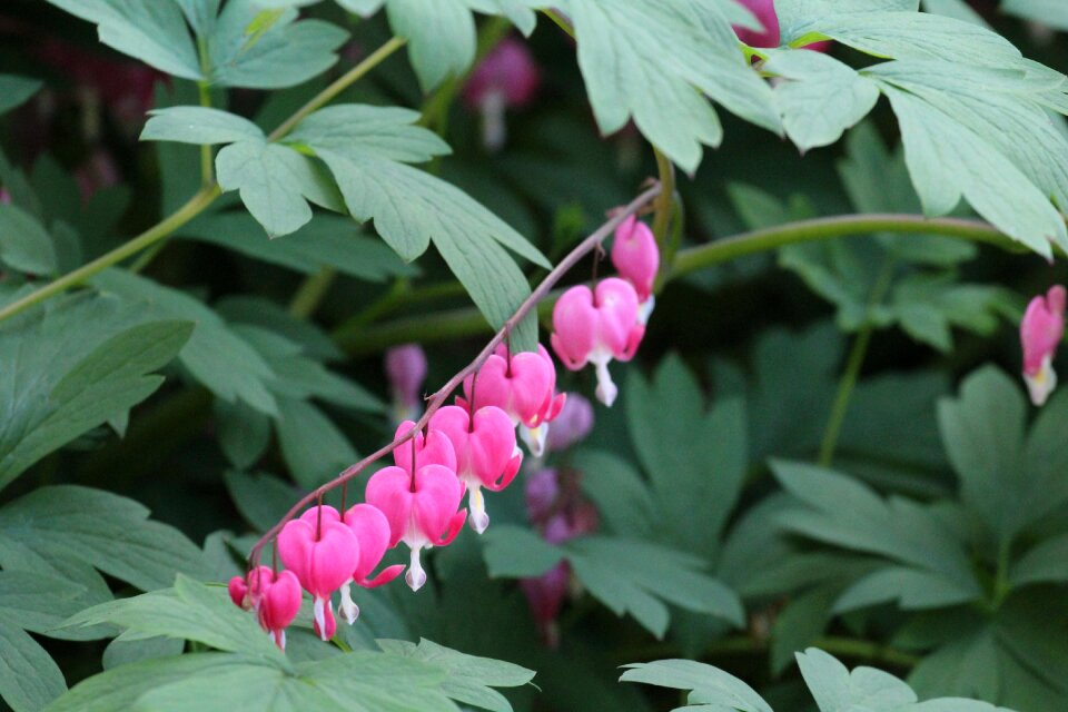 Pink flowers nature floral