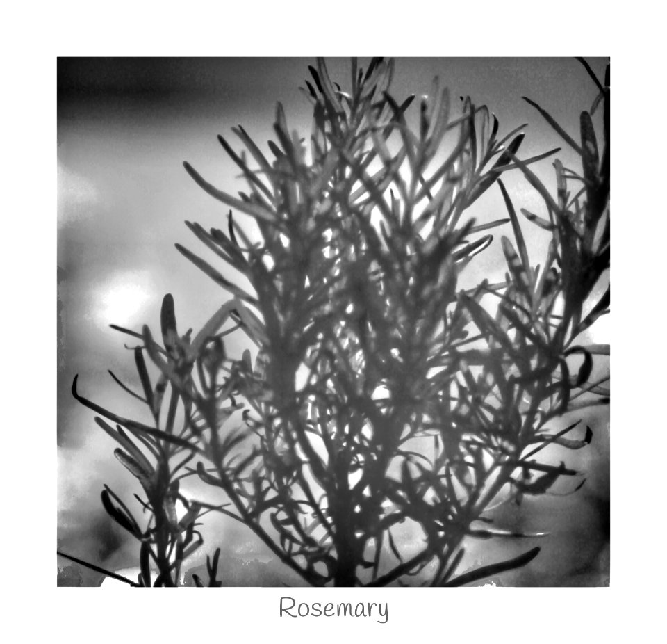 Rosemary (49799551702)