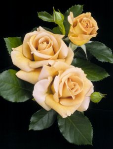 Roses (50028068757)