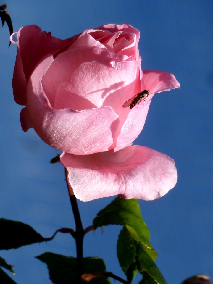Rosa (14446563758)