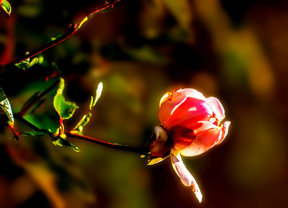 Rose bud (28607258198)
