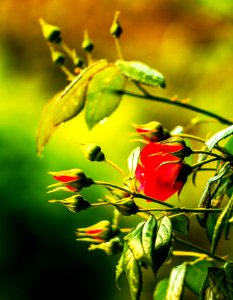 Roses de charpente (42738072882)